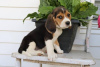 Photo №2 to announcement № 28507 for the sale of beagle - buy in Portugal private announcement