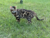 Additional photos: Gorgeous Bengal cat - GrandInterChampion of the breed