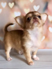 Photo №4. I will sell chihuahua in the city of Munich. breeder - price - 269$