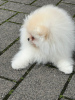 Additional photos: Pomeranian