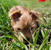 Photo №1. beaver yorkshire terrier - for sale in the city of Miechów | negotiated | Announcement № 103678