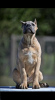 Photo №4. I will sell cane corso in the city of Belgrade. breeder - price - negotiated