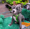 Photo №1. american pit bull terrier - for sale in the city of Афины | negotiated | Announcement № 120674