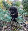 Photo №4. I will sell pomeranian in the city of Калифорния. private announcement, breeder - price - 2000$