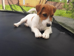 Photo №3. Jack russel puppy. Russian Federation