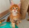 Photo №2 to announcement № 116320 for the sale of maine coon - buy in Switzerland private announcement