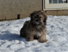 Photo №2 to announcement № 9374 for the sale of havanese dog - buy in Russian Federation from nursery