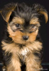 Photo №3. Toilet trained vet Checked Yorkshire Terrier. United States