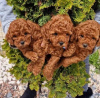 Photo №2 to announcement № 93844 for the sale of poodle (toy) - buy in Serbia 