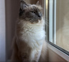 Photo №1. birman - for sale in the city of Munich | 528$ | Announcement № 109751