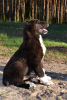 Photo №2 to announcement № 21113 for the sale of central asian shepherd dog - buy in Lithuania breeder