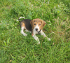 Photo №1. beagle - for sale in the city of Братислава | negotiated | Announcement № 20978