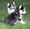 Photo №1. siberian husky - for sale in the city of Long Beach | Is free | Announcement № 124099