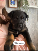 Photo №2 to announcement № 97087 for the sale of rottweiler - buy in Russian Federation private announcement