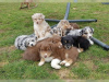 Photo №1. australian shepherd - for sale in the city of Berlin | Is free | Announcement № 126741