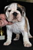 Photo №3. English bulldog. Russian Federation