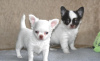 Photo №1. chihuahua - for sale in the city of Eš | Is free | Announcement № 98090