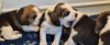 Photo №3. **STUNNING BEAGLE PUPPIES (KC REGISTERED)**. United States