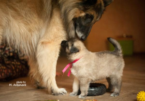Photo №2 to announcement № 1070 for the sale of belgian shepherd - buy in Russian Federation breeder