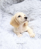 Photo №4. I will sell dachshund in the city of Gelsenkirchen. private announcement, from nursery, from the shelter - price - 528$