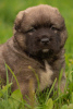 Photo №2 to announcement № 64615 for the sale of caucasian shepherd dog - buy in Russian Federation breeder