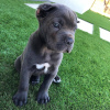 Photo №2 to announcement № 24950 for the sale of cane corso - buy in Italy from nursery