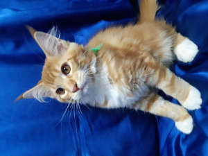 Photo №2 to announcement № 6782 for the sale of maine coon - buy in Russian Federation private announcement