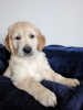 Photo №1. golden retriever - for sale in the city of Rochester | 400$ | Announcement № 100329