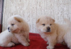 Photo №1. chow chow - for sale in the city of Perth | 450$ | Announcement № 80046