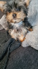 Additional photos: Yorkshire Terrier