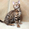 Photo №4. I will sell bengal cat in the city of Helsinki.  - price - 317$