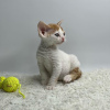 Photo №2 to announcement № 50787 for the sale of devon rex - buy in United States private announcement