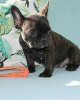 Photo №2 to announcement № 127366 for the sale of french bulldog - buy in Germany private announcement