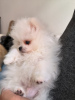Photo №2 to announcement № 46383 for the sale of pomeranian - buy in Italy 