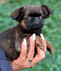 Additional photos: Brussels Griffon male puppies for sale