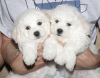 Photo №2 to announcement № 42655 for the sale of bichon frise - buy in Belarus from nursery