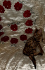 Photo №1. bengal cat - for sale in the city of Krasnodar | 402$ | Announcement № 8624