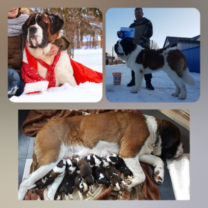 Photo №1. st. bernard - for sale in the city of Tambov | Is free | Announcement № 4857