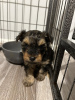 Photo №2 to announcement № 123458 for the sale of yorkshire terrier - buy in Finland private announcement, breeder