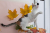 Photo №3. Kitten Dashka is an affectionate, cheerful child looking for a home!. Russian Federation