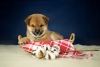 Photo №2 to announcement № 45758 for the sale of shiba inu - buy in Russian Federation from nursery