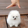 Photo №1. pomeranian - for sale in the city of Denver | negotiated | Announcement № 15450