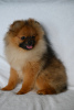 Photo №1. pomeranian - for sale in the city of Vitebsk | 453$ | Announcement № 113560