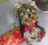 Photo №2 to announcement № 13740 for the sale of yorkshire terrier - buy in Ukraine private announcement, breeder