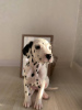 Photo №4. I will sell dalmatian dog in the city of London. from nursery, breeder - price - 399$
