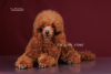 Photo №2 to announcement № 111800 for the sale of poodle (toy) - buy in Ukraine breeder