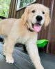 Photo №2 to announcement № 120381 for the sale of golden retriever - buy in Germany private announcement