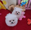Photo №2 to announcement № 97064 for the sale of pomeranian - buy in United States private announcement, breeder