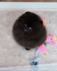 Photo №2 to announcement № 69988 for the sale of pomeranian - buy in Cyprus private announcement