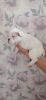 Additional photos: Adorable French bulldog puppies